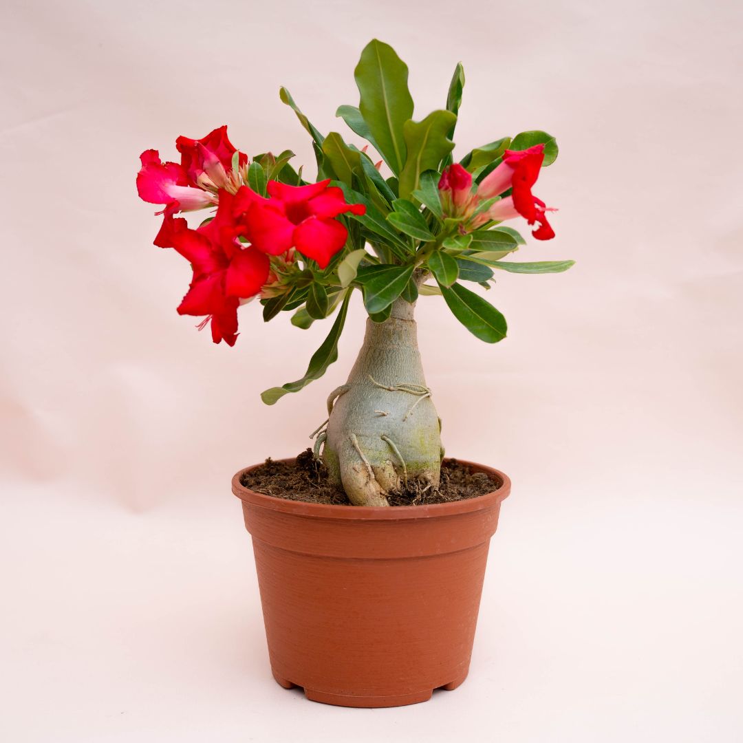 Adenium obesum Ø 18 cm 753F