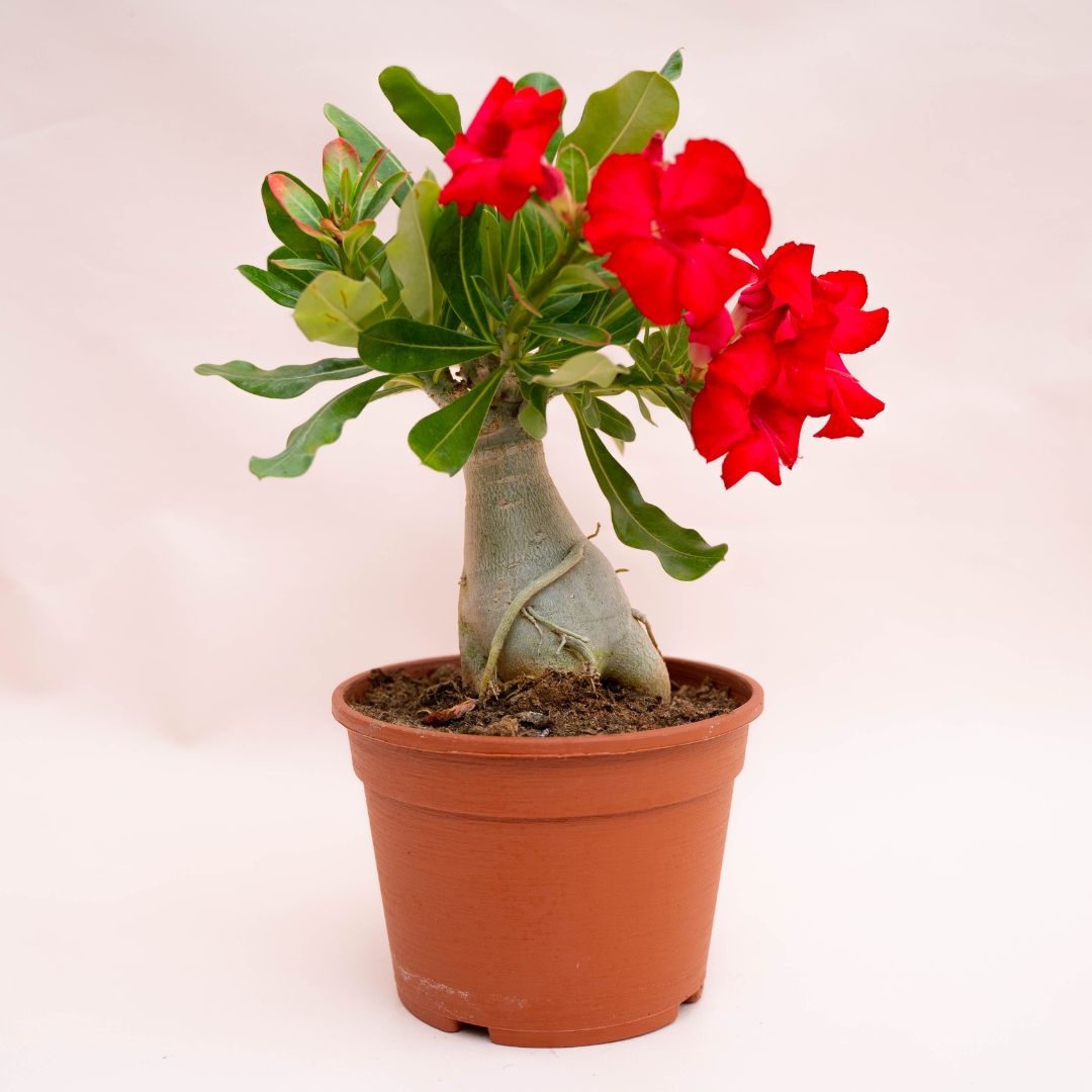 Adenium obesum Ø 18 cm 753F