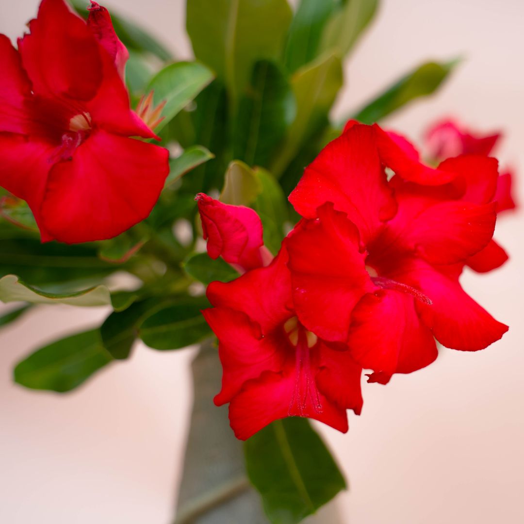 Adenium obesum Ø 18 cm 753F