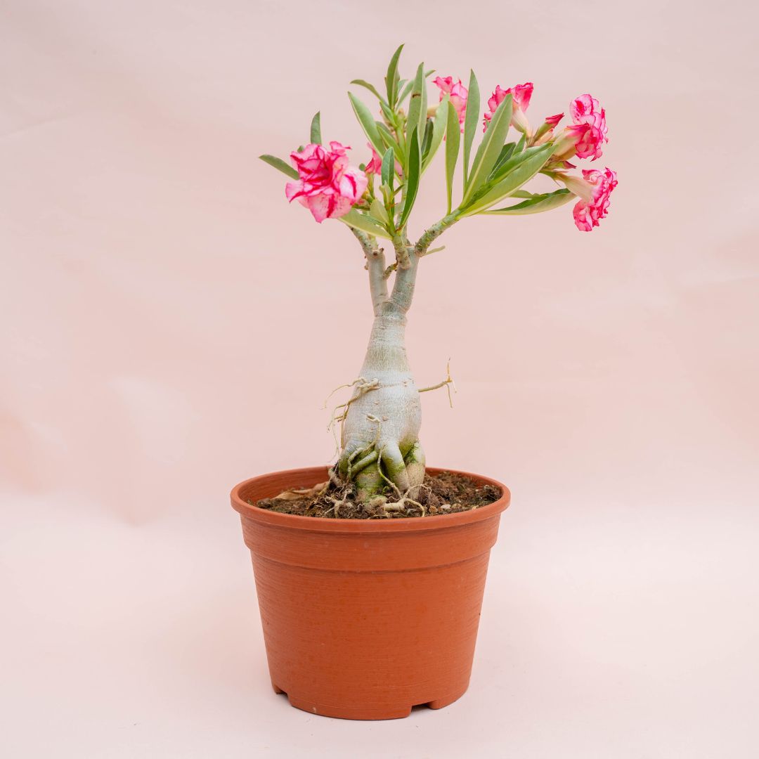 Adenium obesum Ø 18 cm 754F