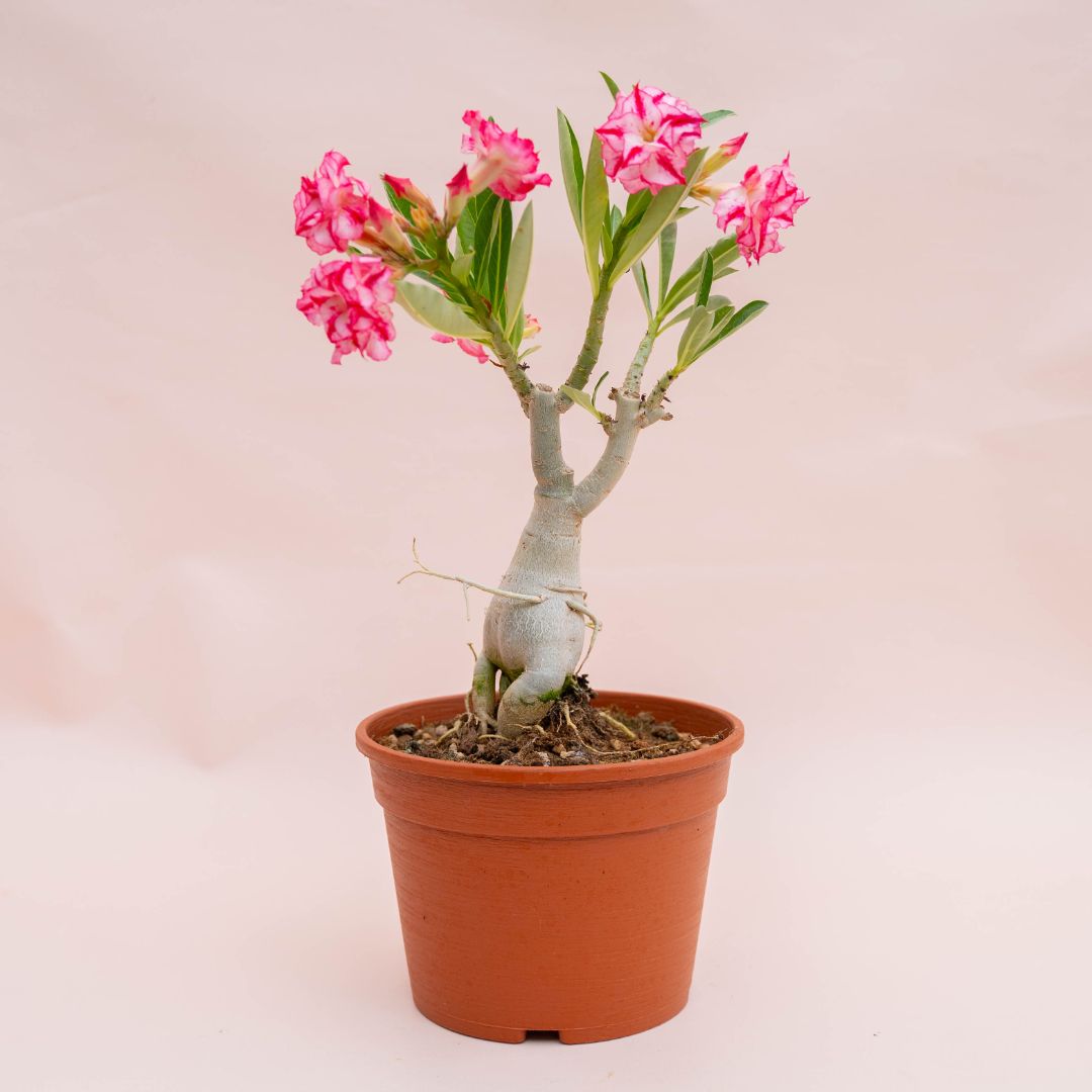 Adenium obesum Ø 18 cm 754F