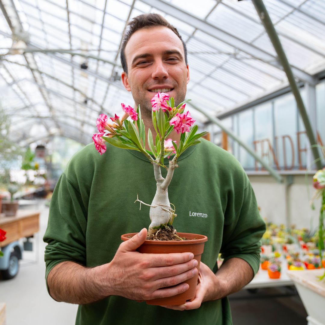 Adenium obesum Ø 18 cm 754F