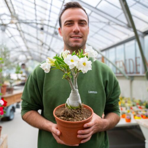 Adenium obesum Ø 18 cm 755F