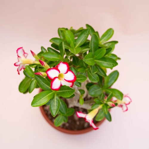 Adenium obesum Ø 25 cm 739F
