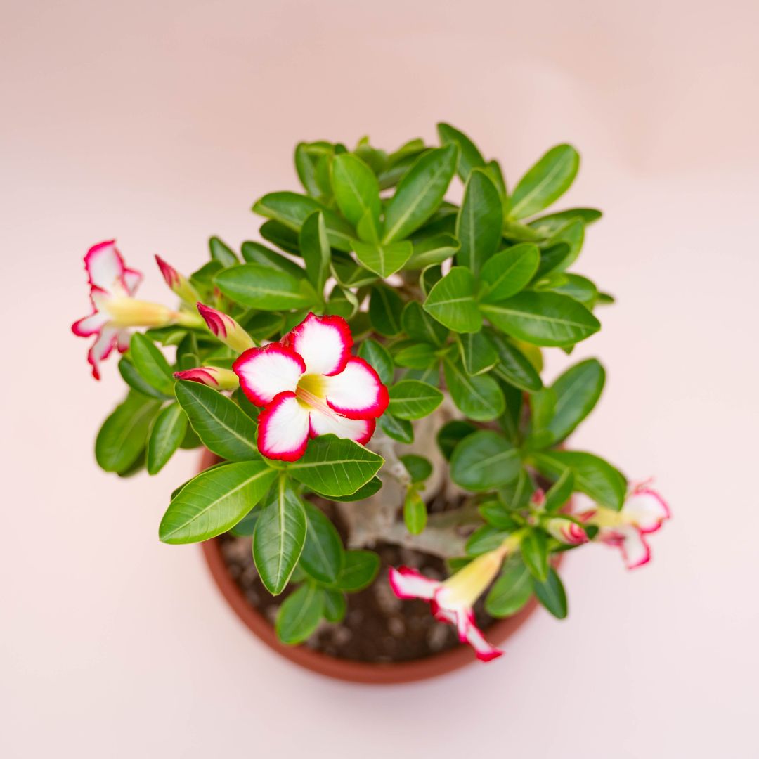 Adenium obesum Ø 25 cm 739F