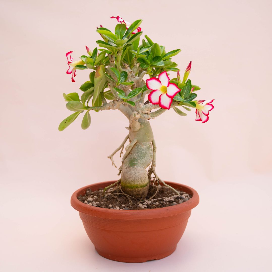 Adenium obesum Ø 25 cm 739F