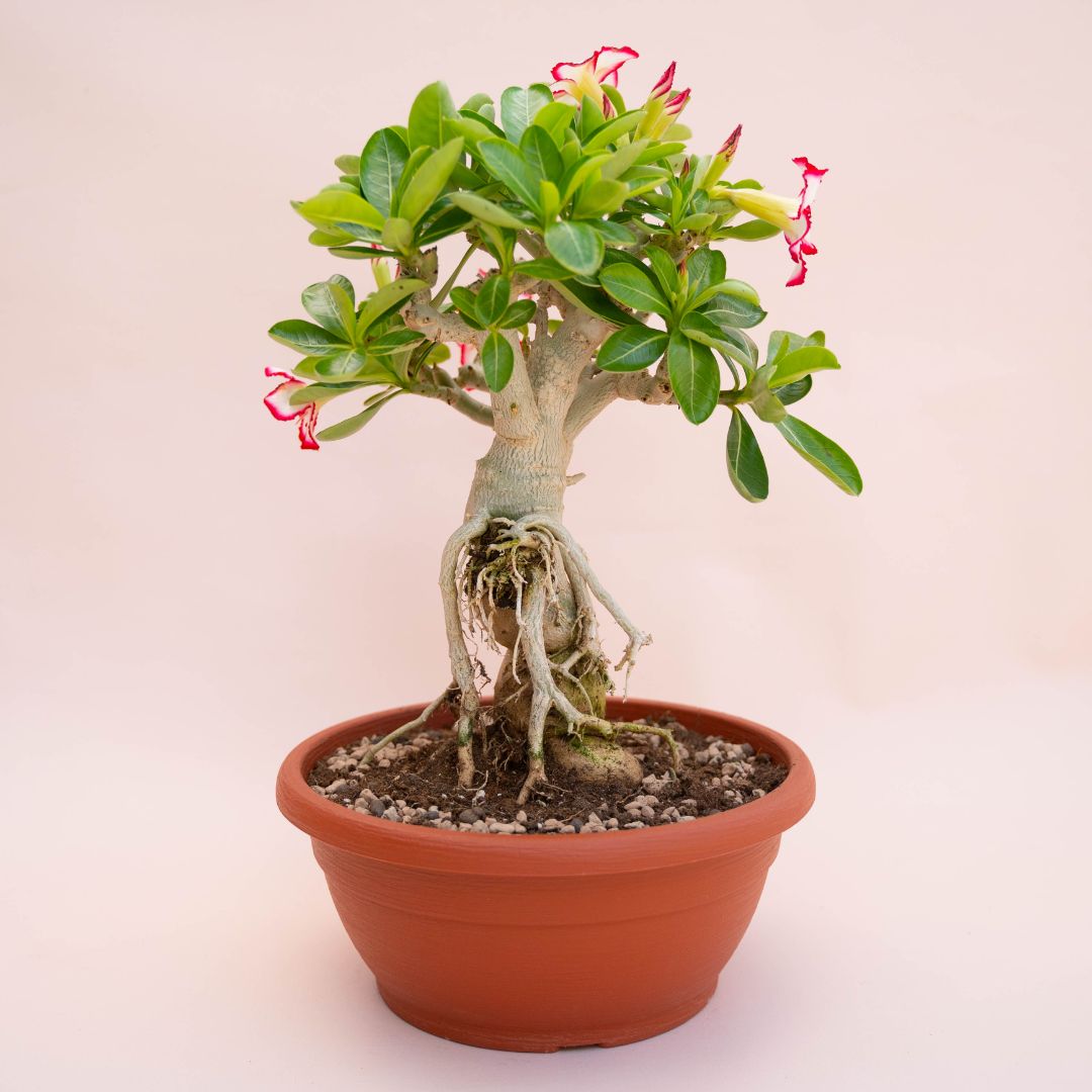 Adenium obesum Ø 25 cm 739F