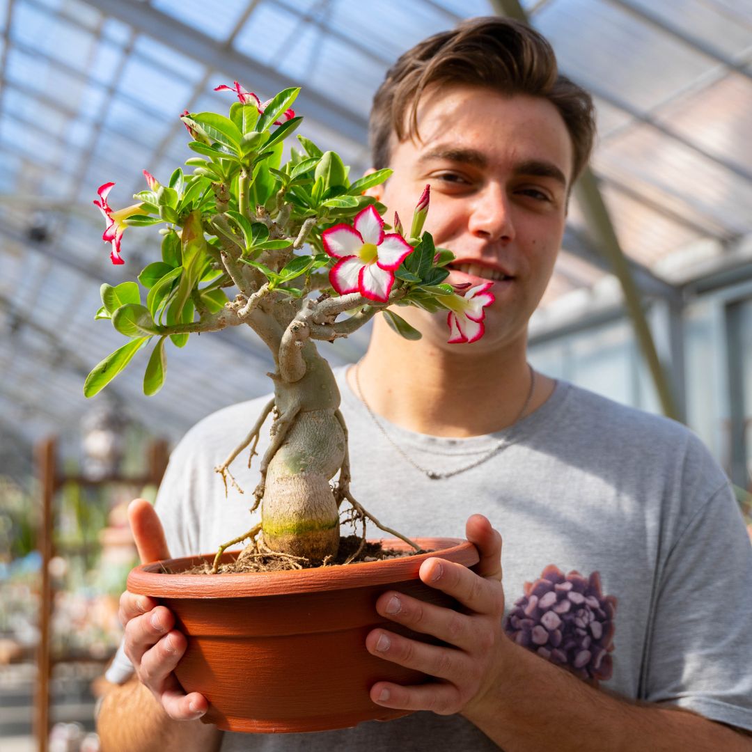 Adenium obesum Ø 25 cm 739F