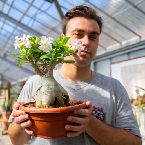 Adenium obesum Ø 25 cm 740F