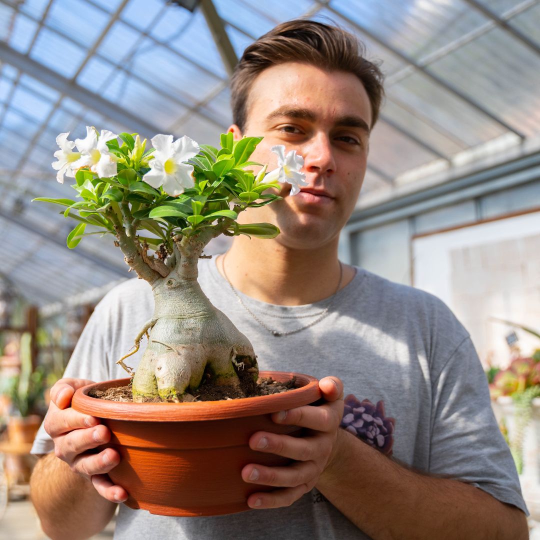 Adenium obesum Ø 25 cm 740F
