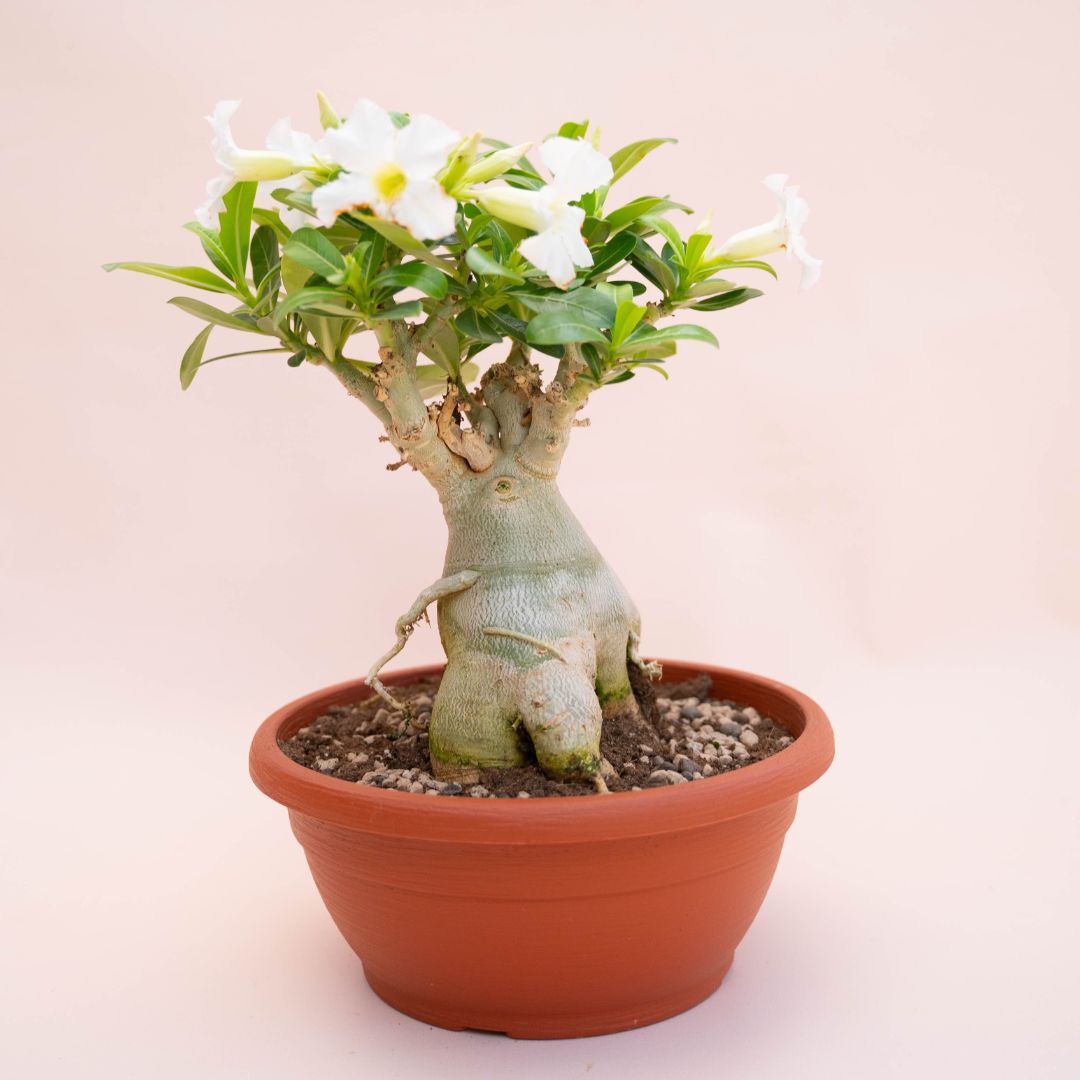 Adenium obesum Ø 25 cm 740F