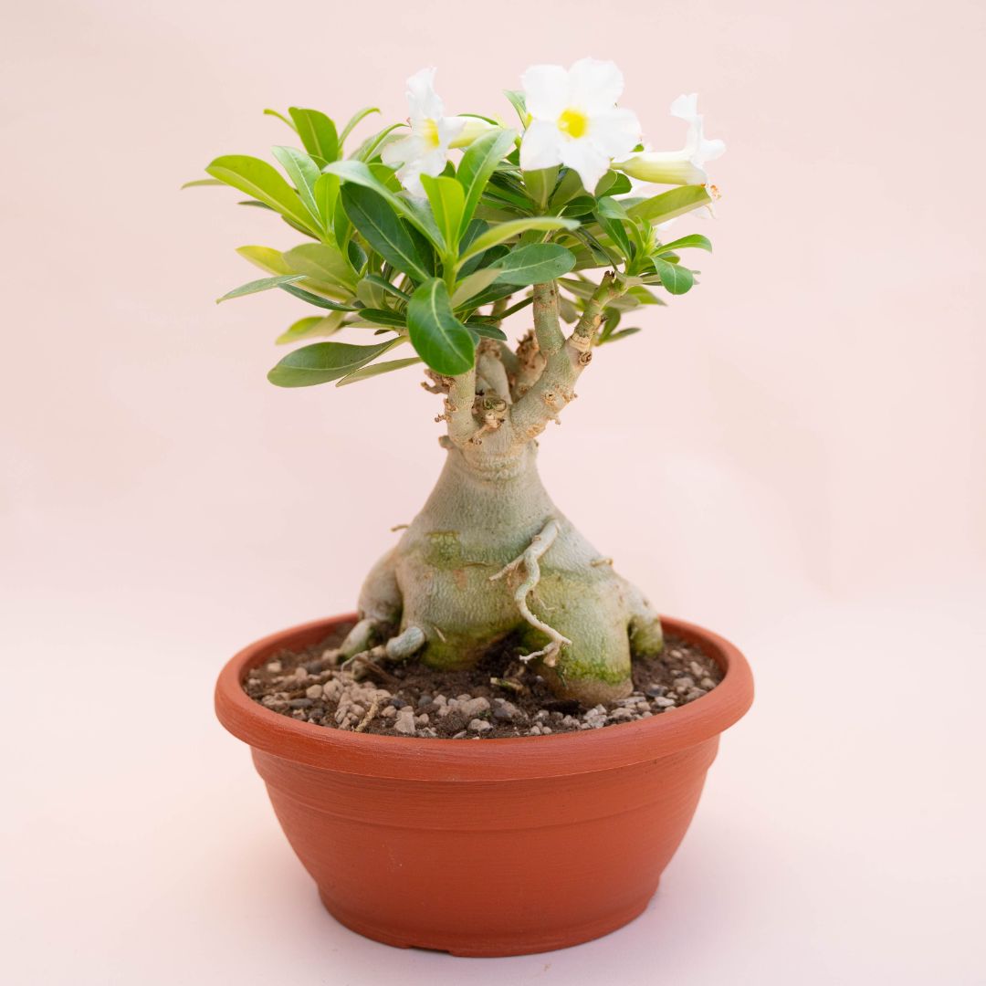 Adenium obesum Ø 25 cm 740F