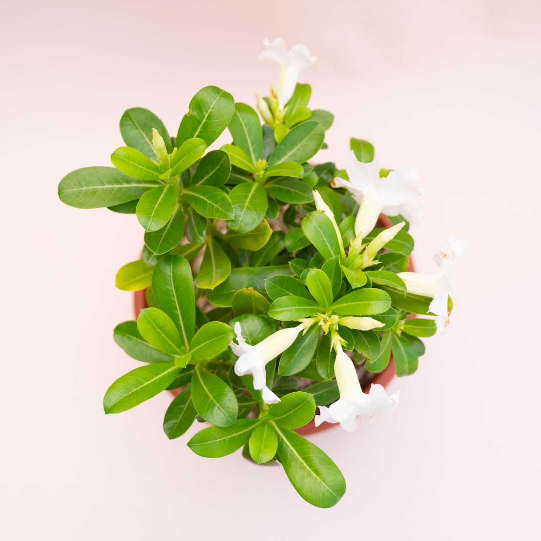 Adenium obesum Ø 25 cm 740F