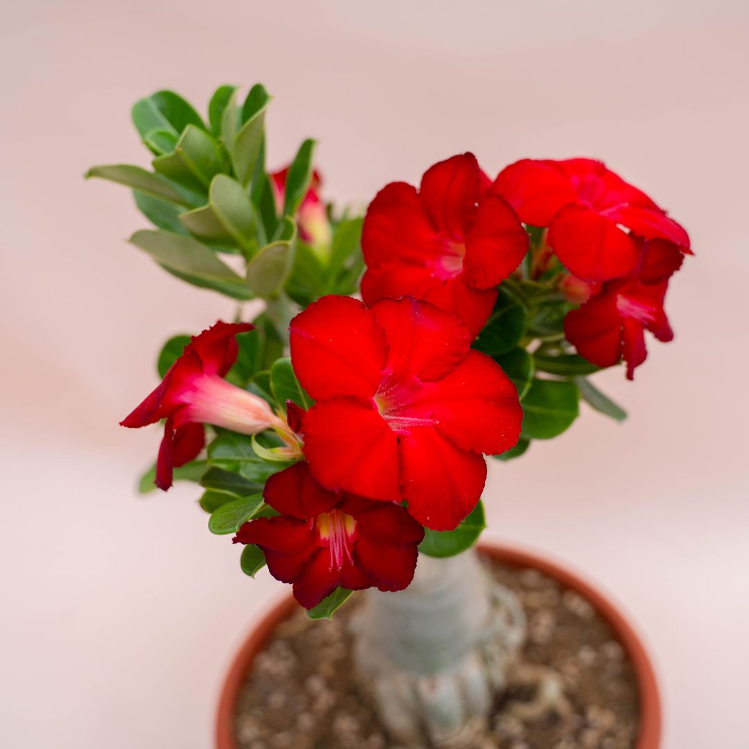 Adenium obesum Ø 25 cm 756F