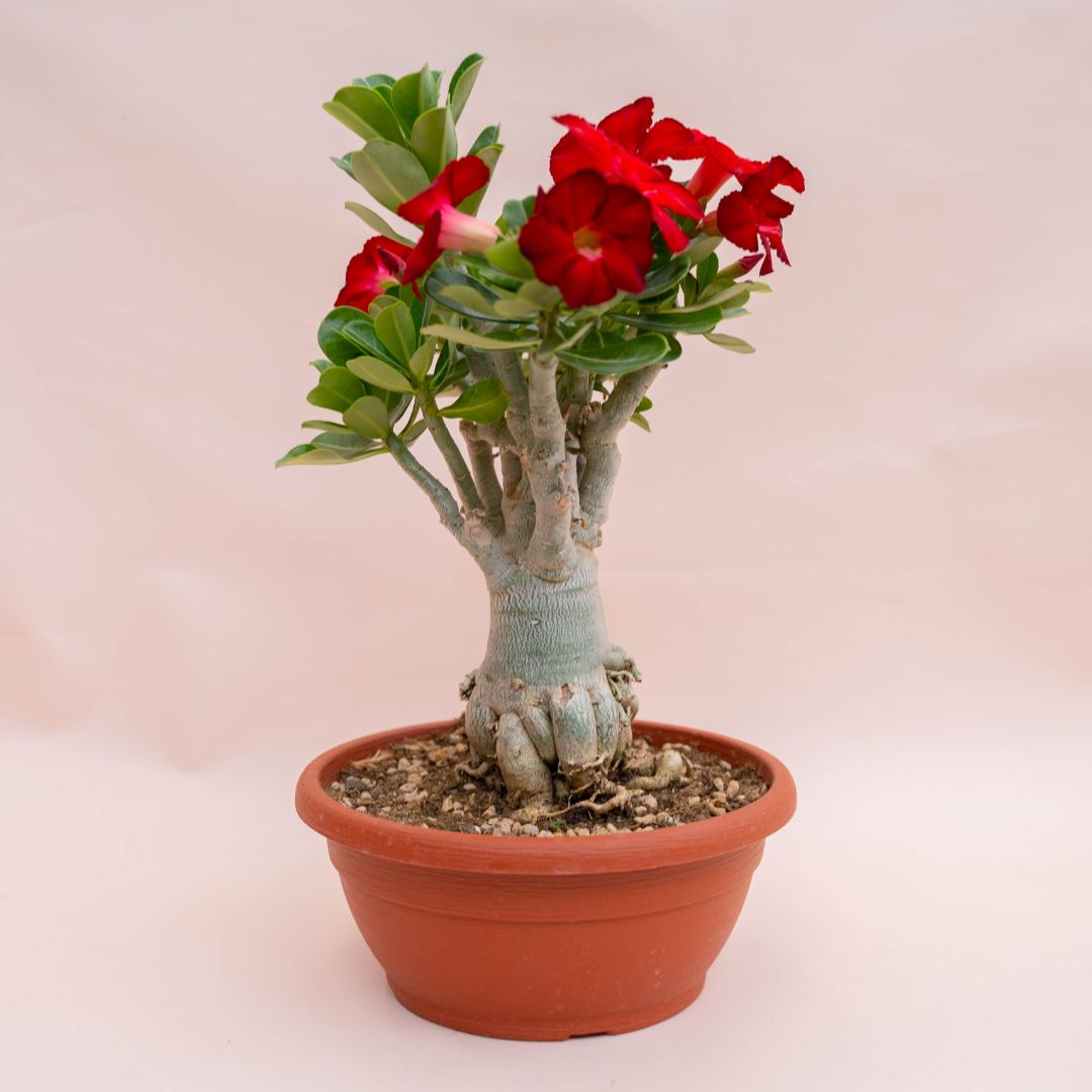 Adenium obesum Ø 25 cm 756F
