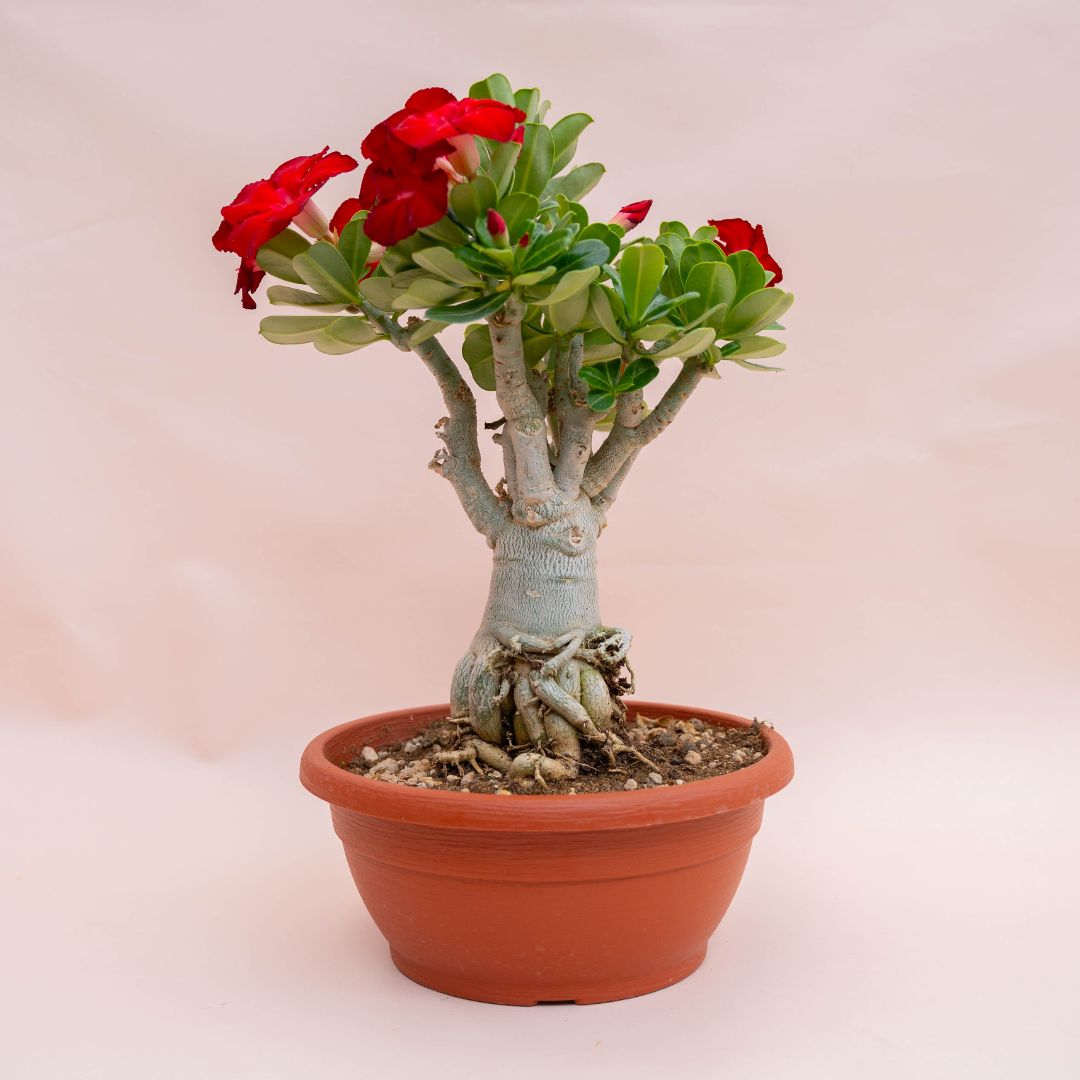 Adenium obesum Ø 25 cm 756F
