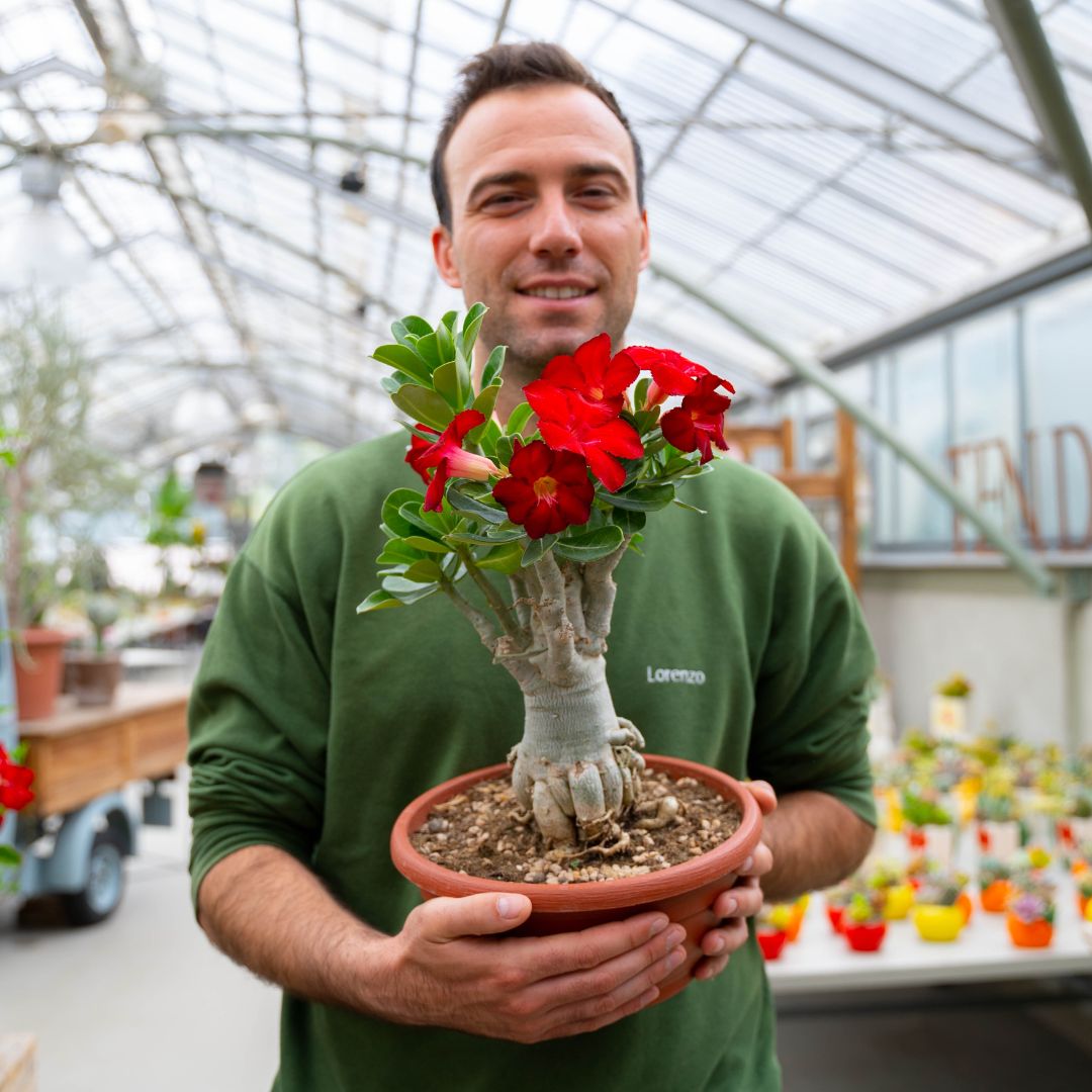 Adenium obesum Ø 25 cm 756F