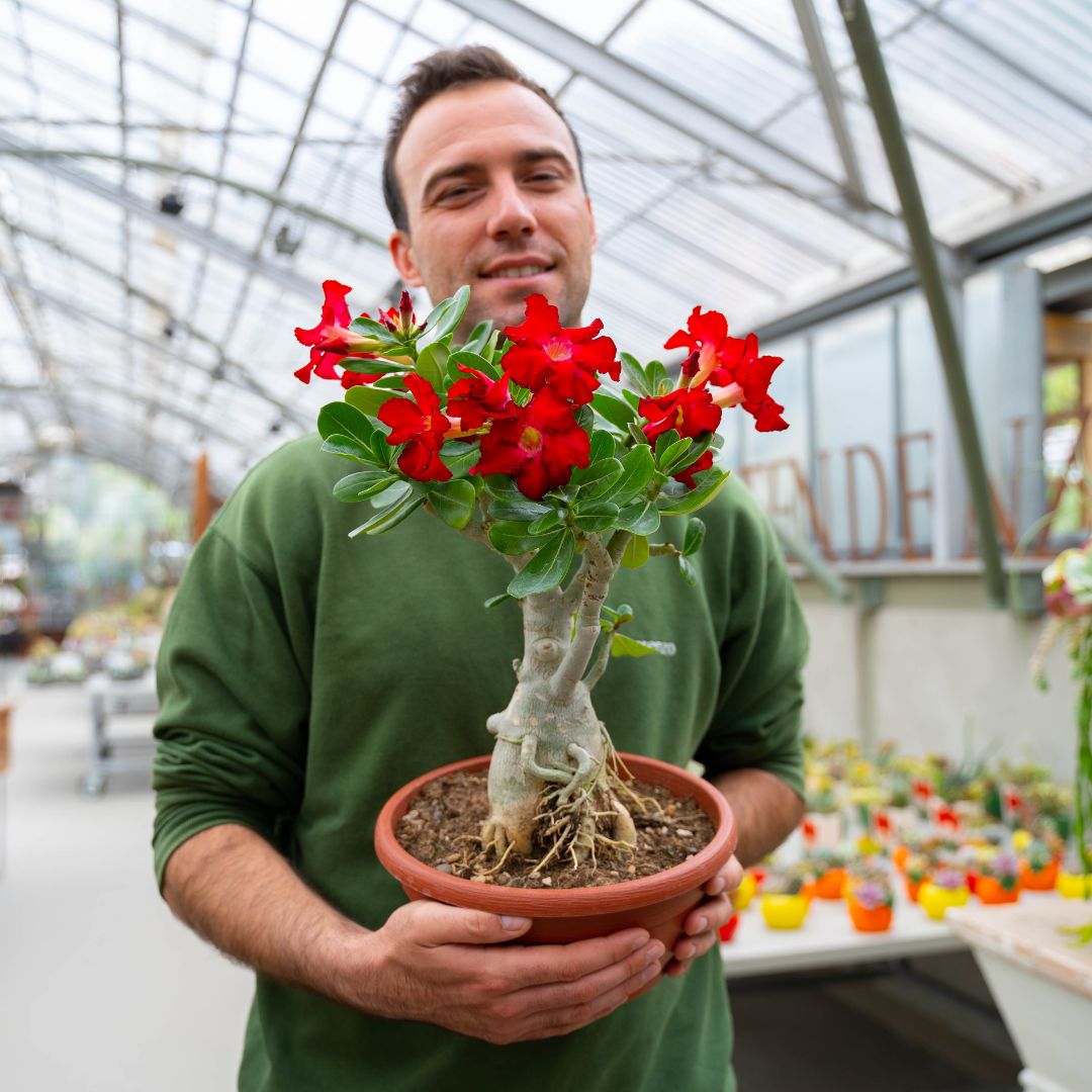 Adenium obesum Ø 25 cm 757F