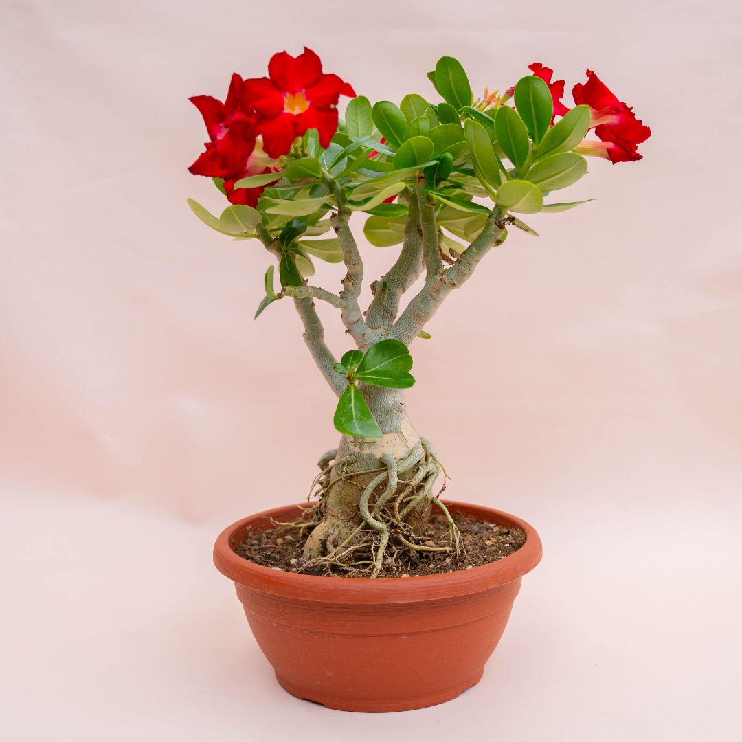 Adenium obesum Ø 25 cm 757F