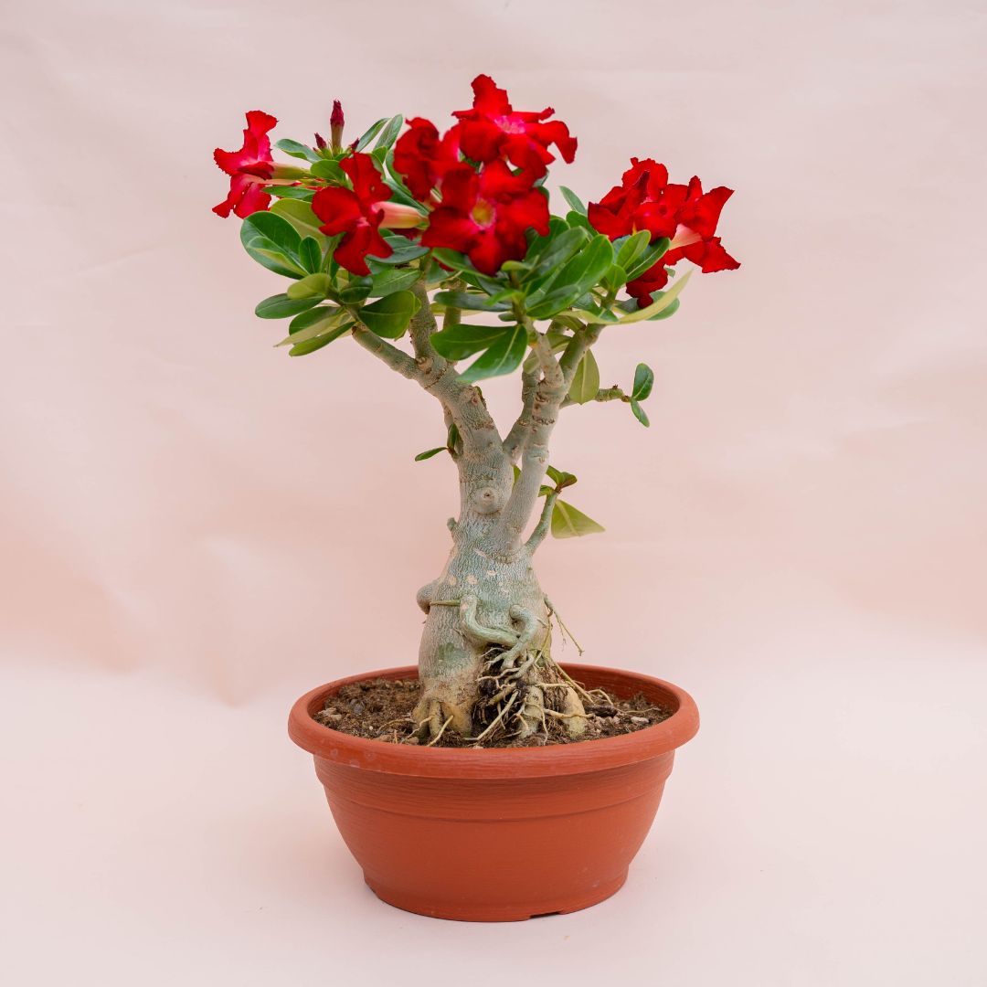 Adenium obesum Ø 25 cm 757F