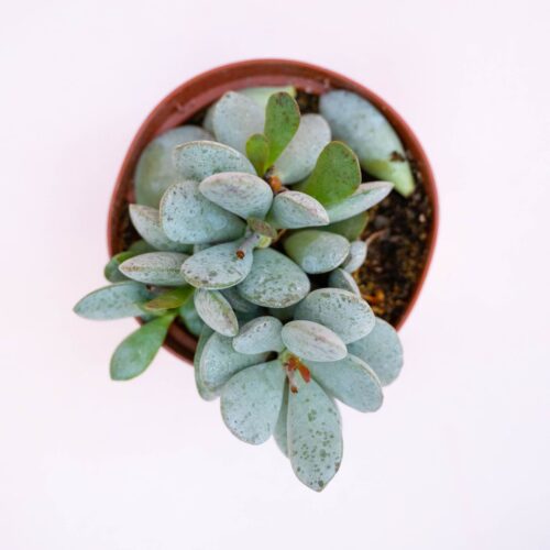 Adromischus De Rust Ø 10,5 cm