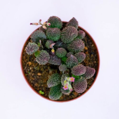 Adromischus marianae herrel red crassula Ø 10,5 cm