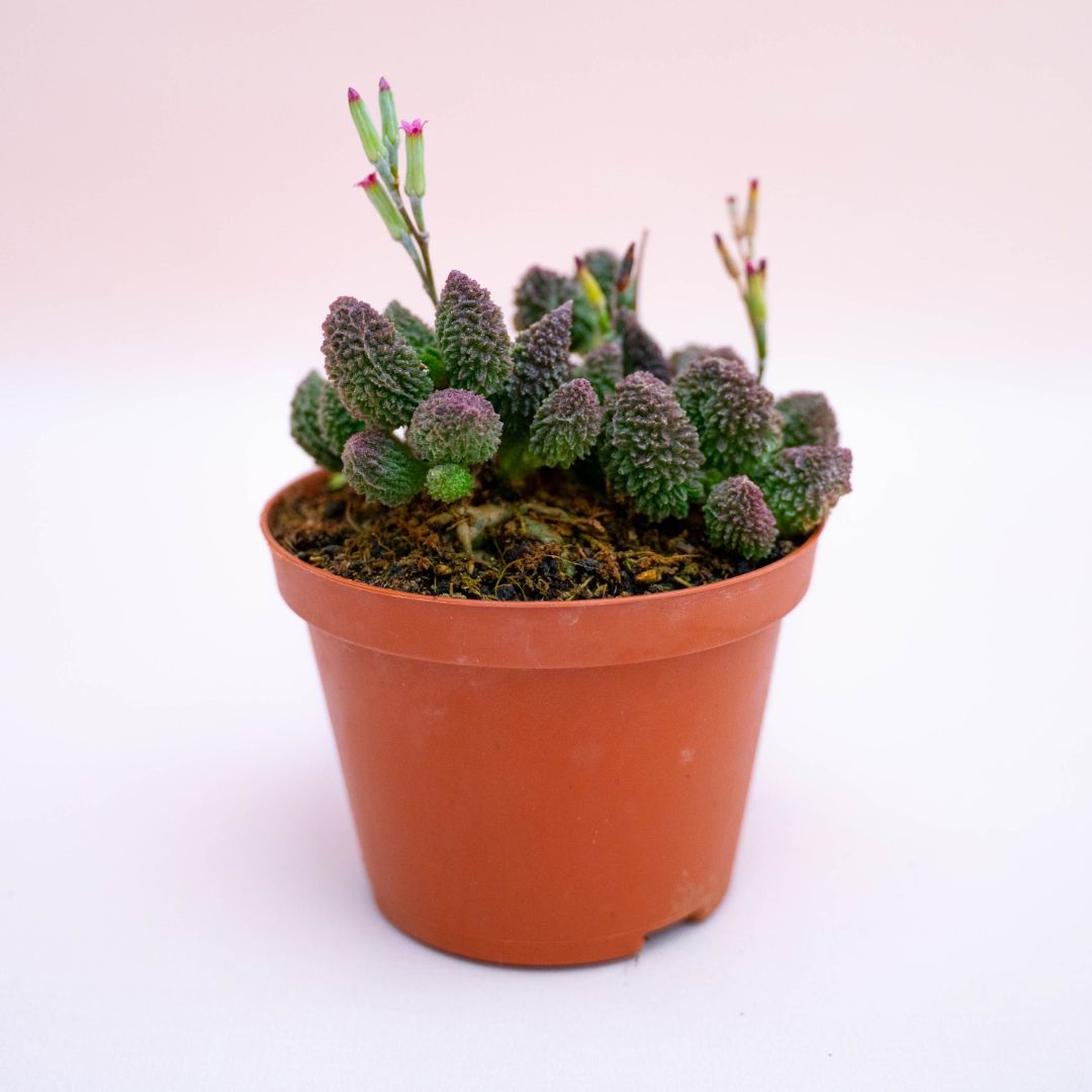 Adromischus marianae herrel red crassula Ø 10,5 cm