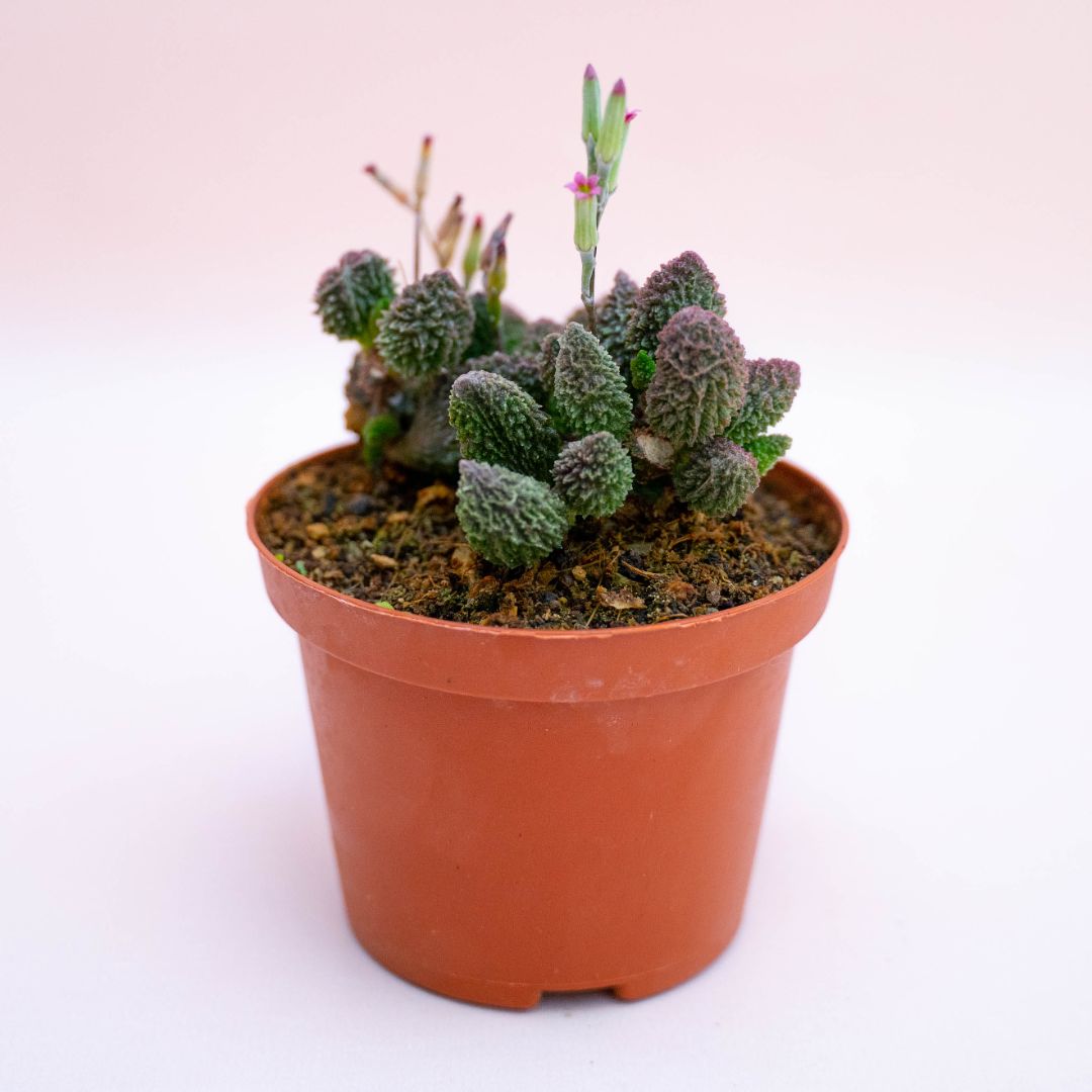 Adromischus marianae herrel red crassula Ø 10,5 cm