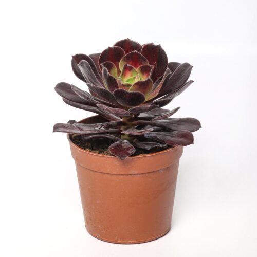 Aeonium Afterglow Light Ø 7,5 cm