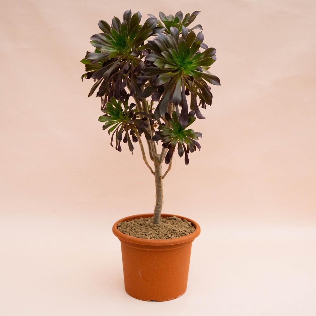 Aeonium Arboreum Atropurpureum Ø 18 cm