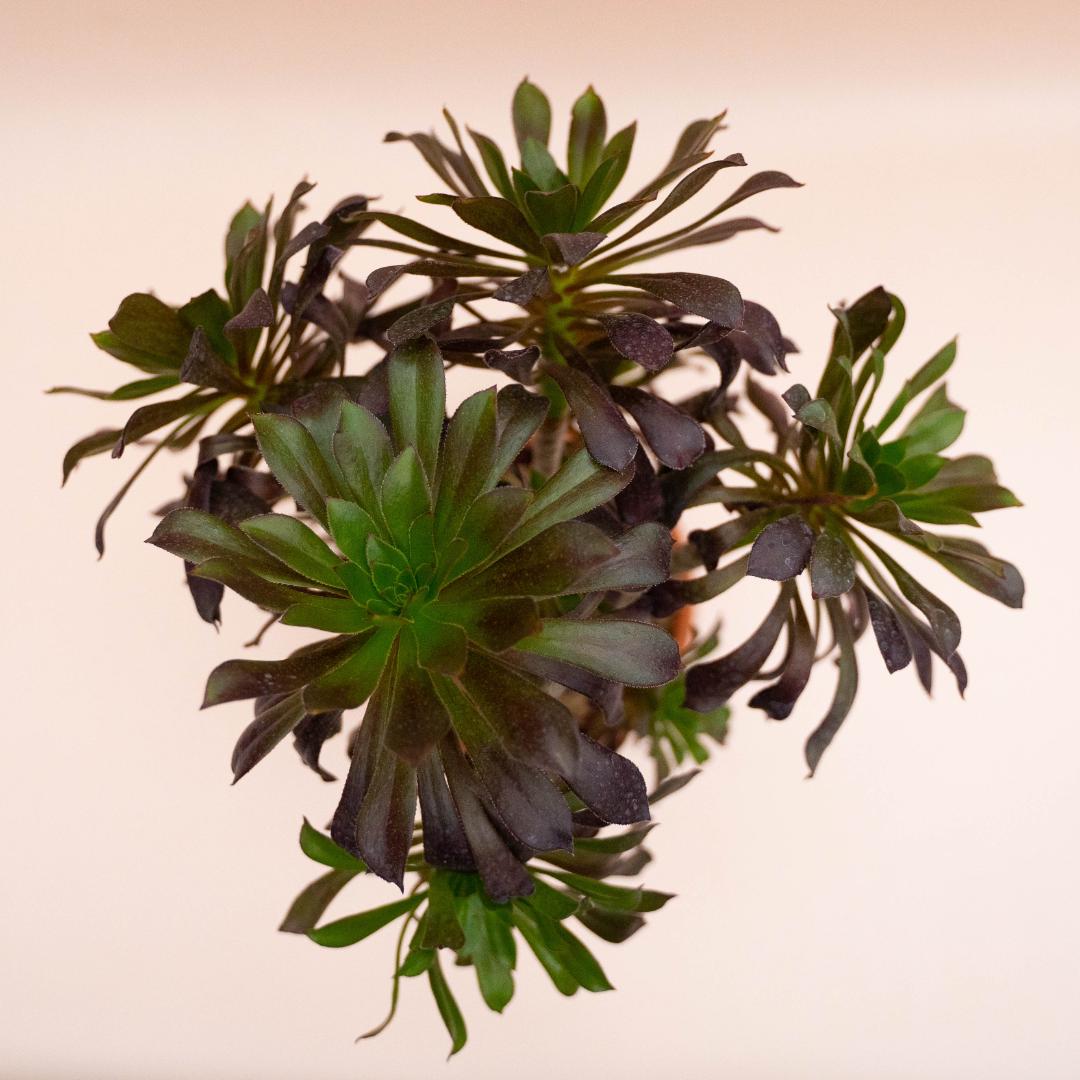 Aeonium Arboreum Atropurpureum Ø 18 cm