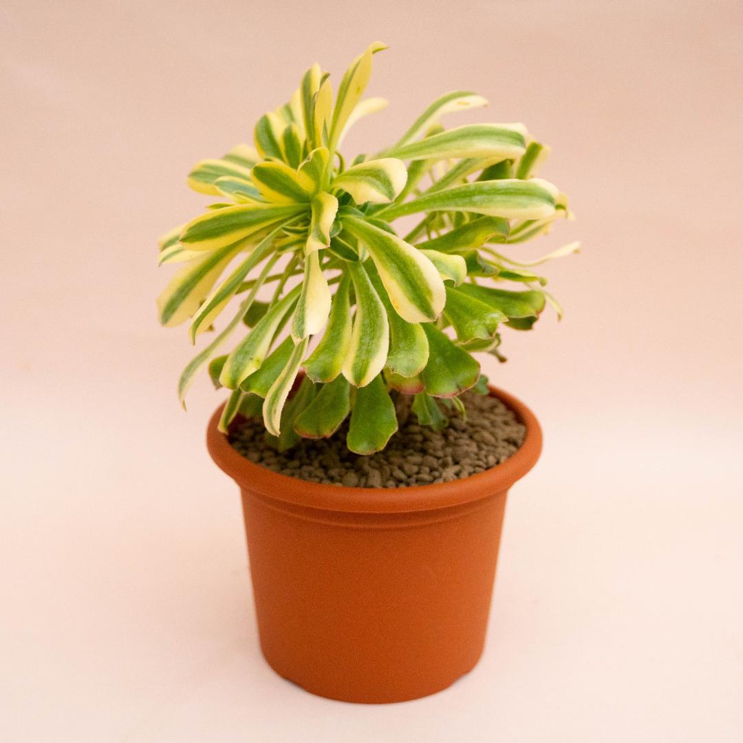 Aeonium Arboreum Luteovariegatum Ø 18 cm