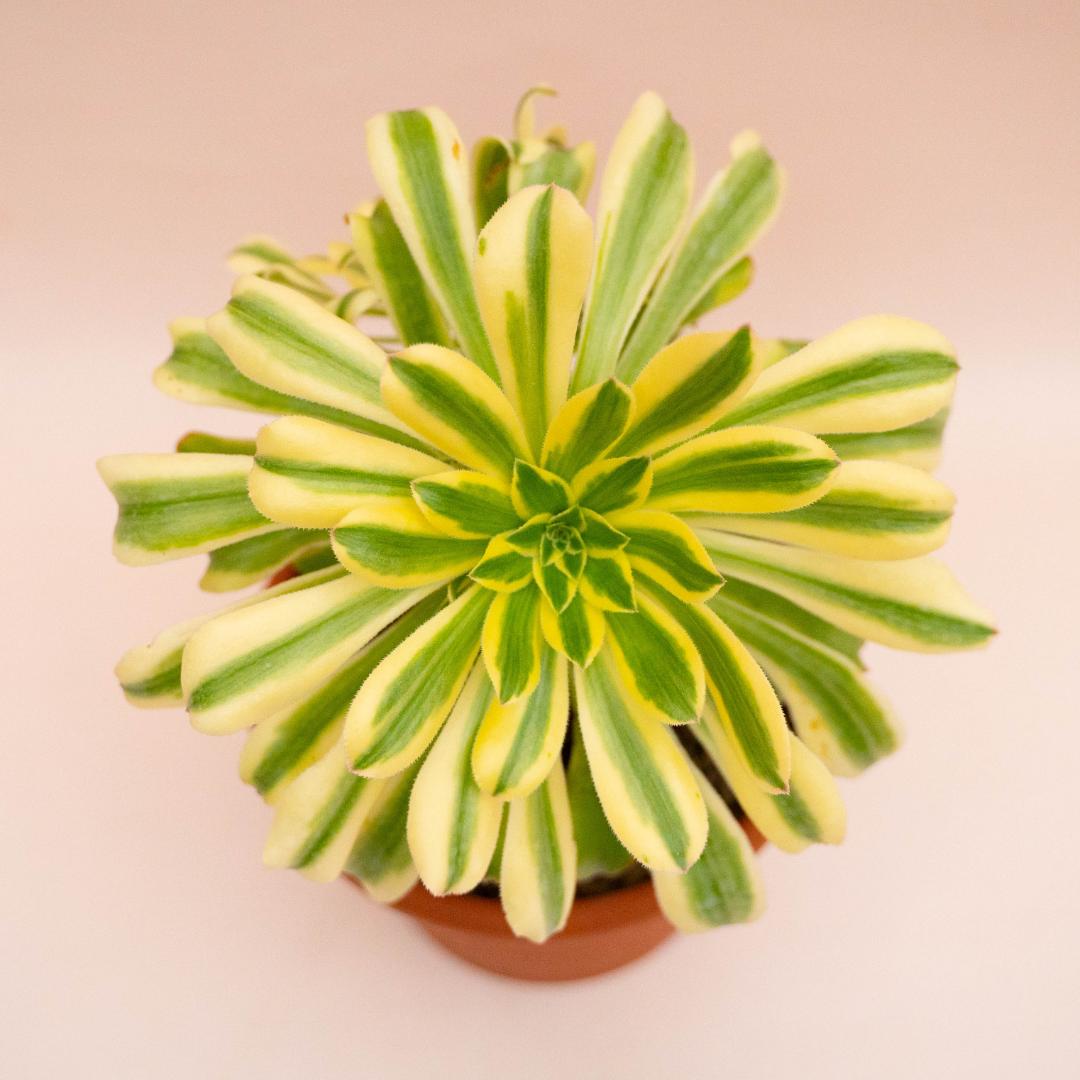 Aeonium Arboreum Luteovariegatum Ø 18 cm