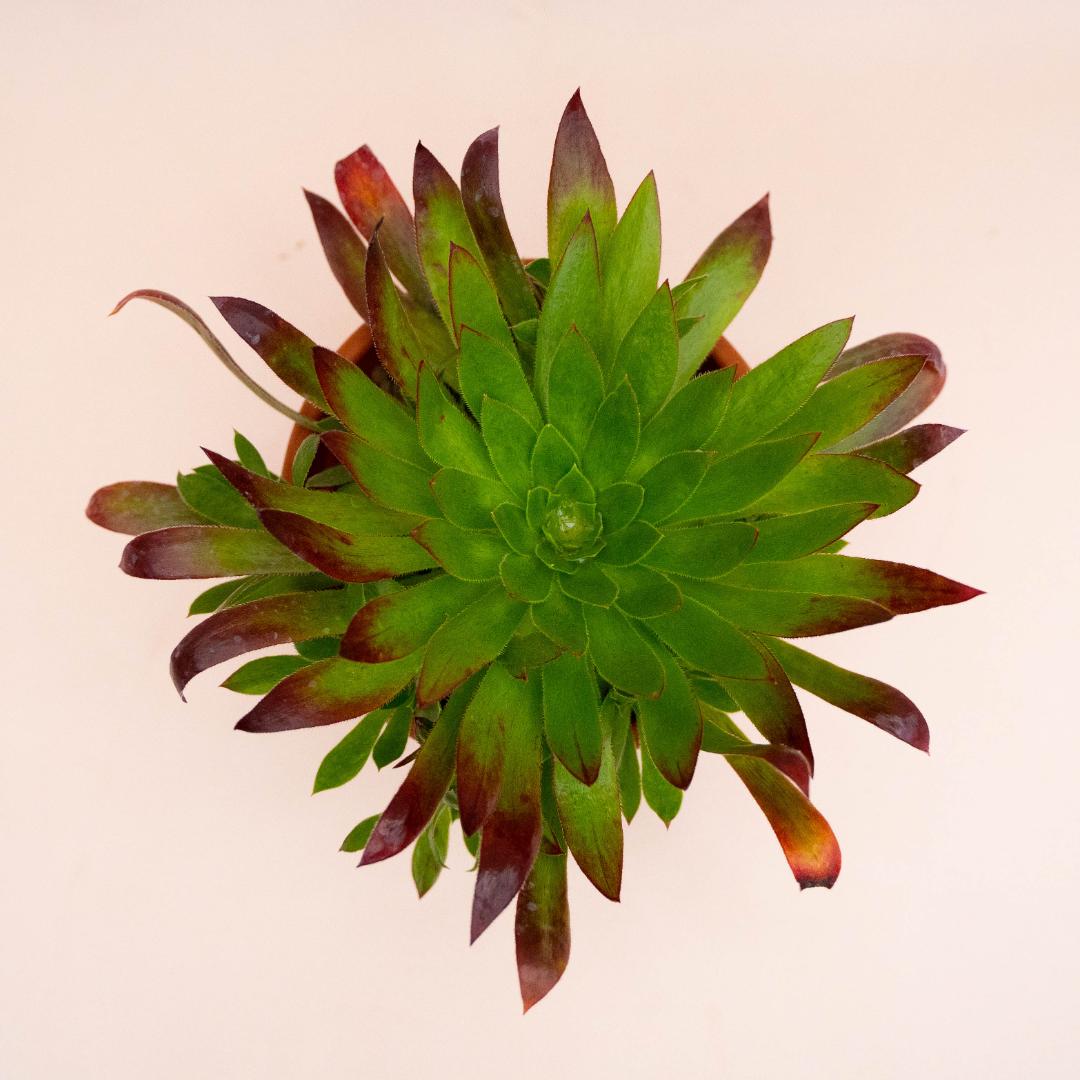 Aeonium Black Magic Ø 18 cm