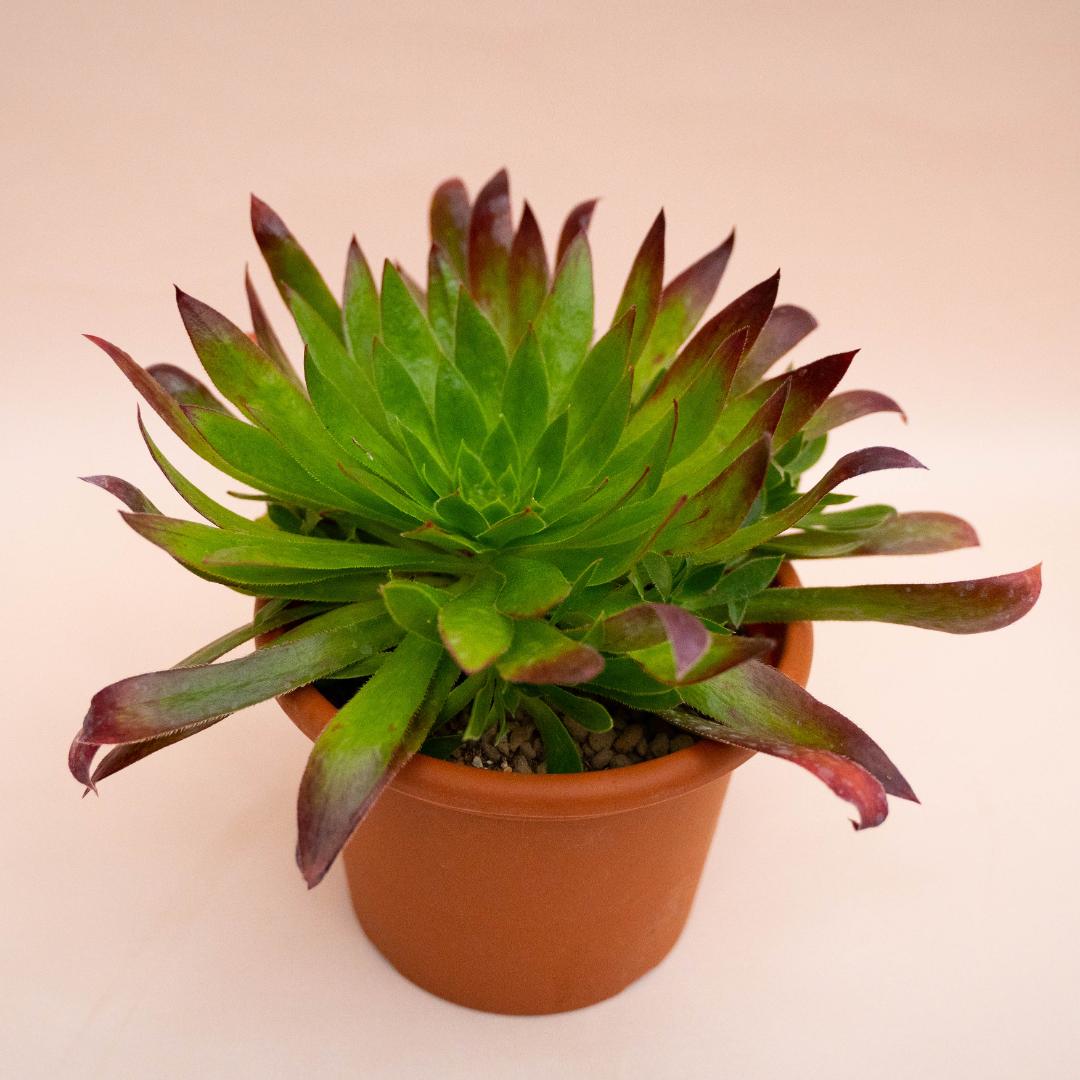 Aeonium Black Magic Ø 18 cm