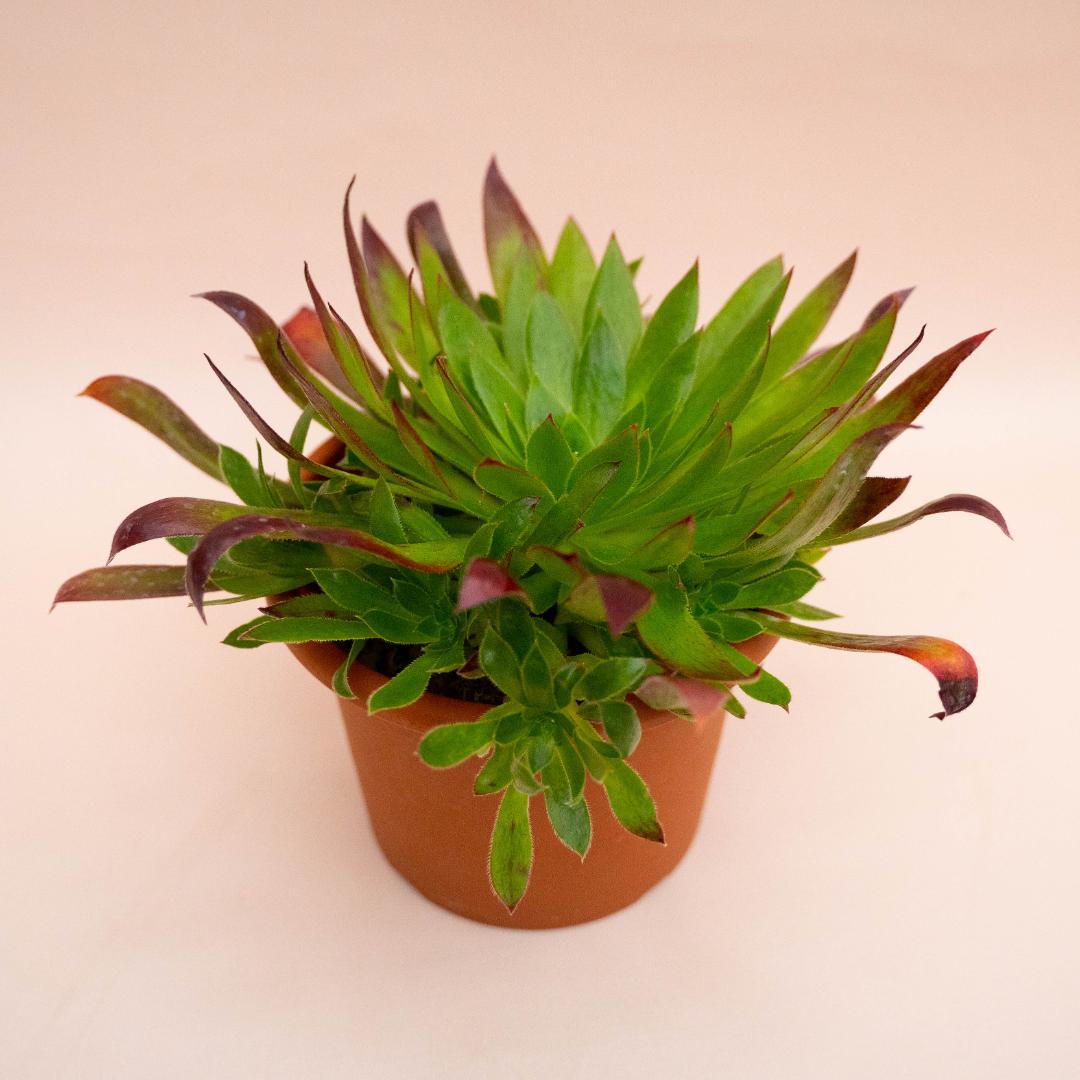 Aeonium Black Magic Ø 18 cm