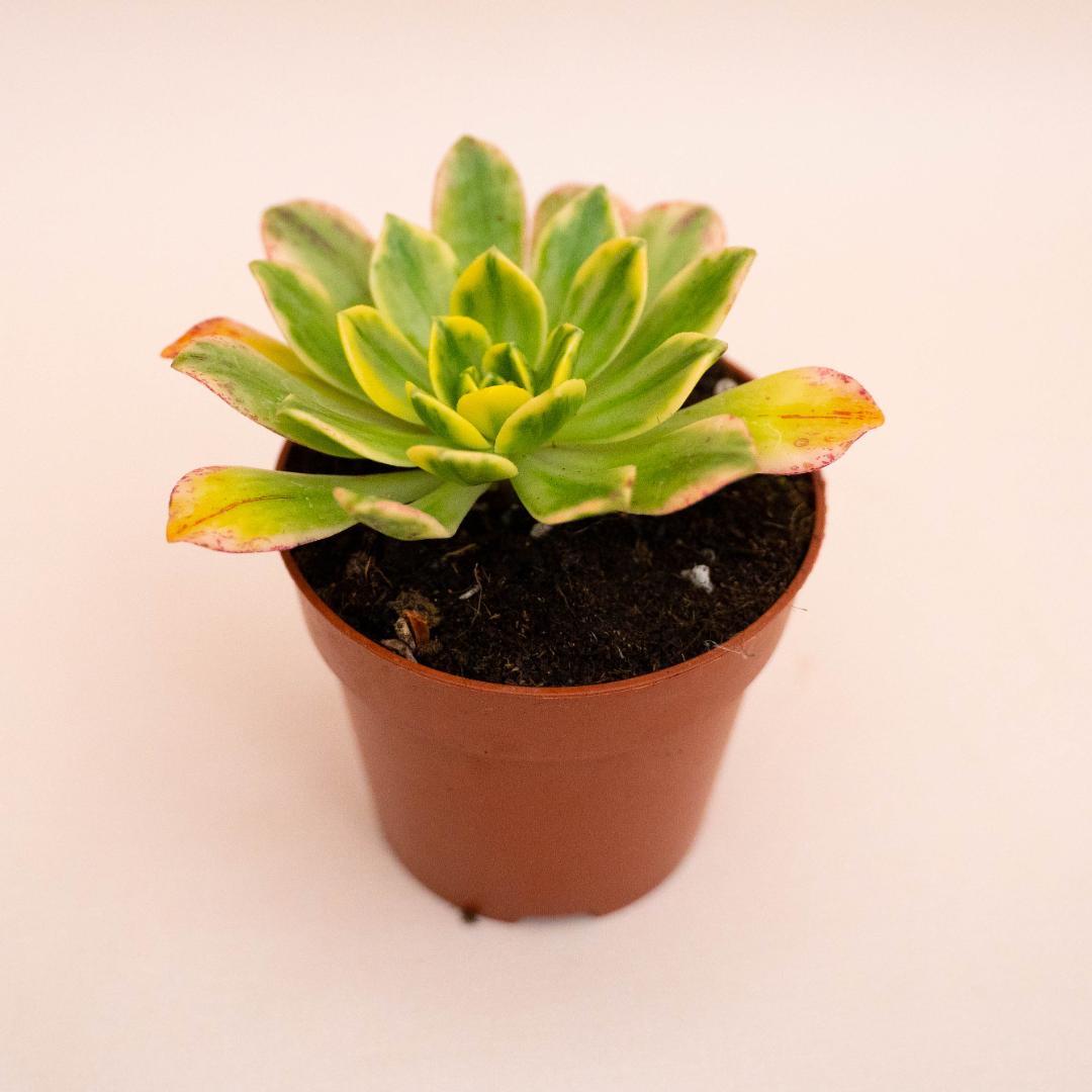 Aeonium Bronze Medal variegato Ø 8,5 cm