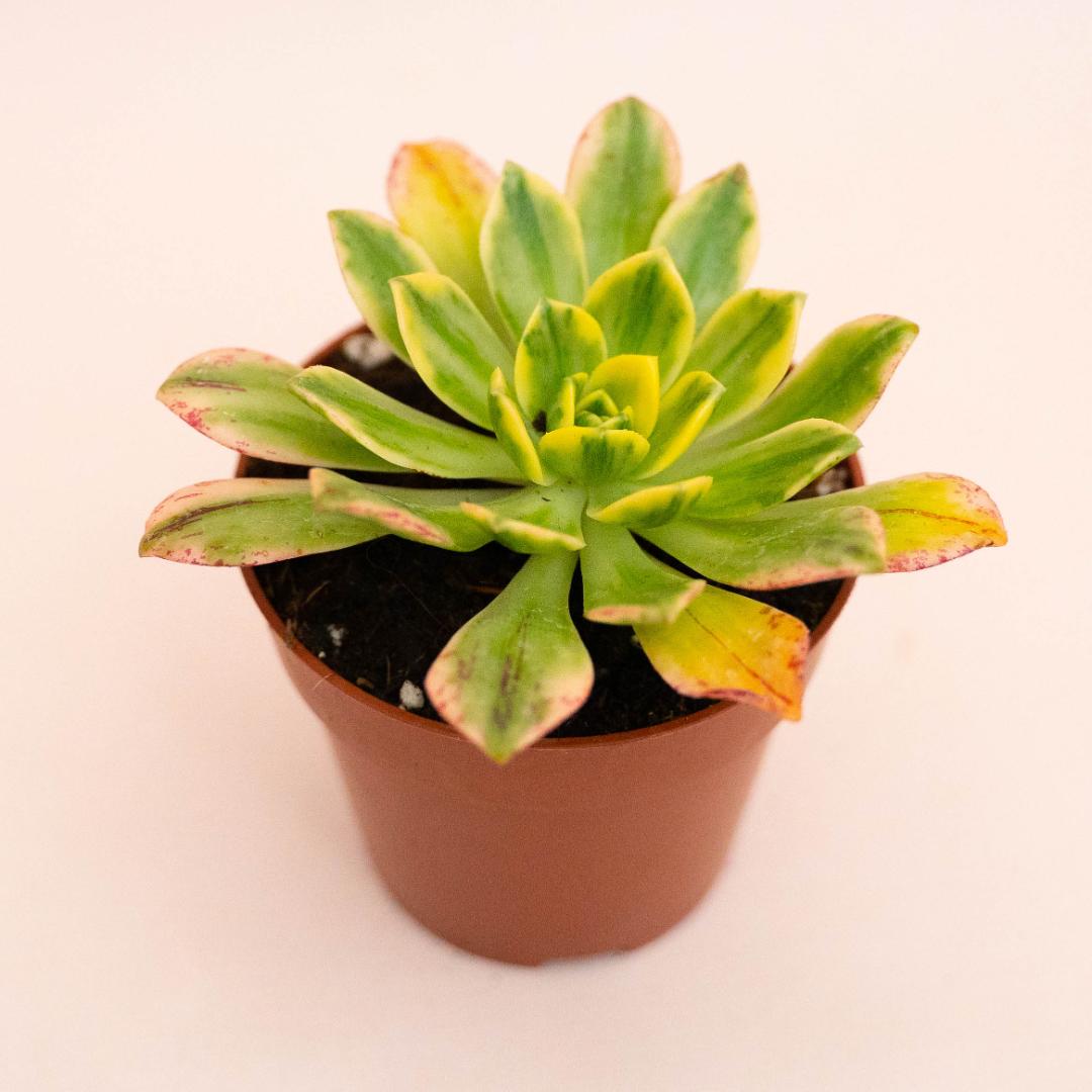 Aeonium Bronze Medal variegato Ø 8,5 cm