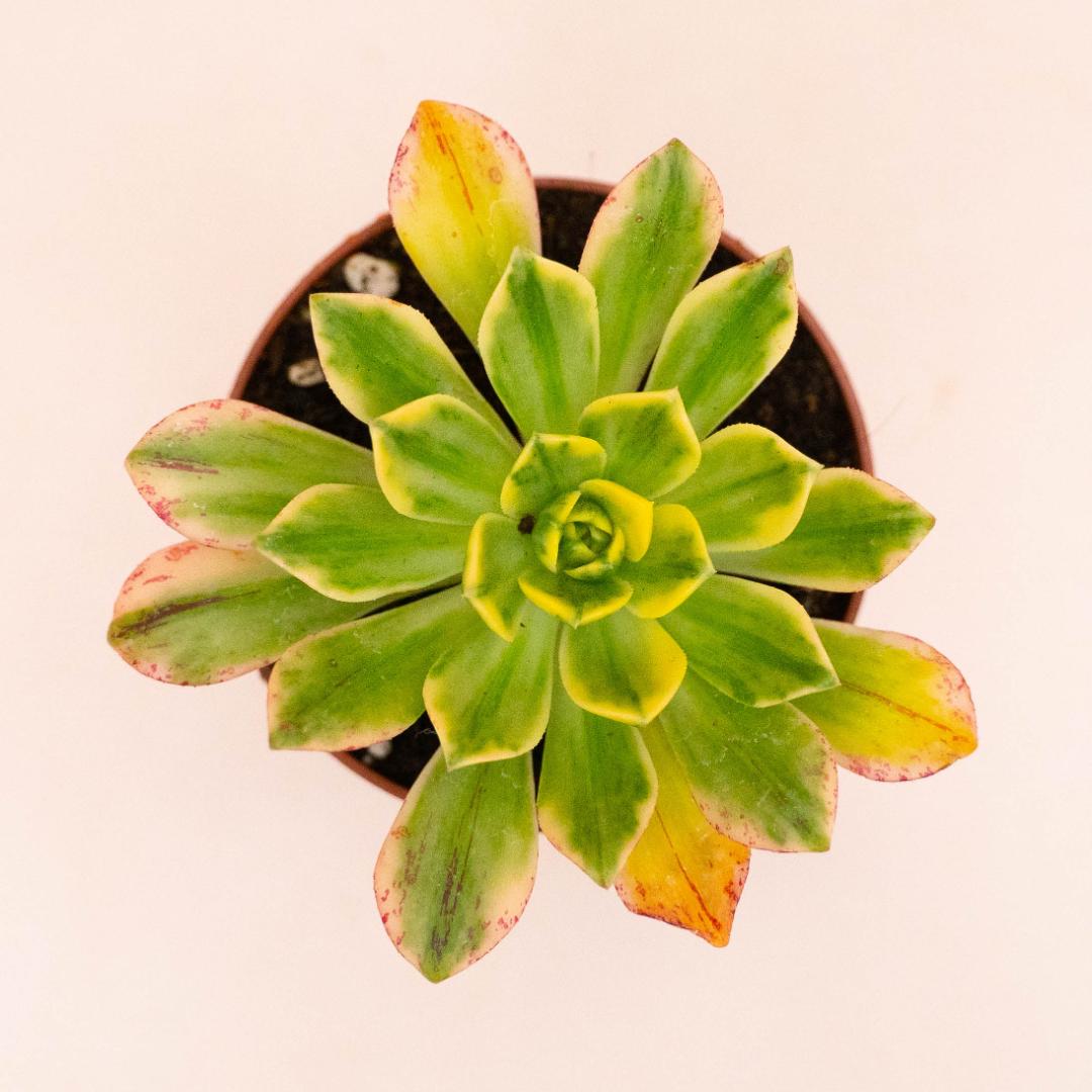 Aeonium Bronze Medal variegato Ø 8,5 cm
