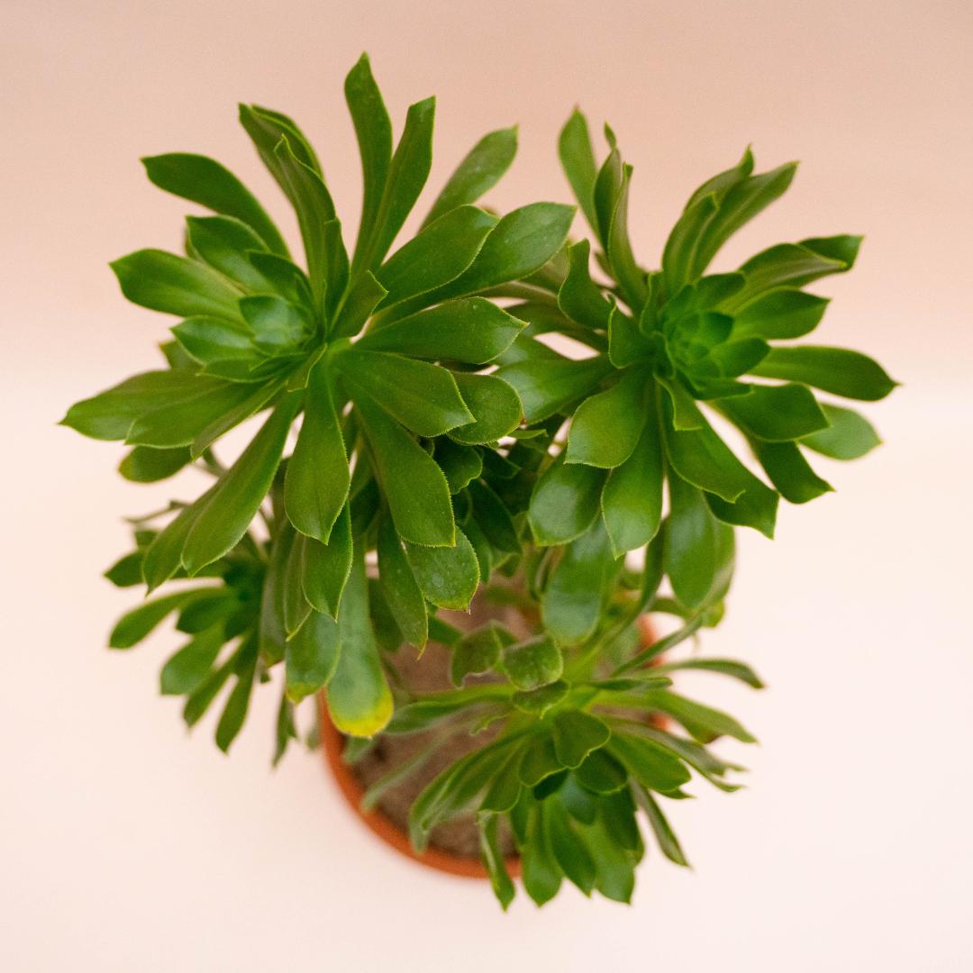 Aeonium Canariense Ø 18 cm