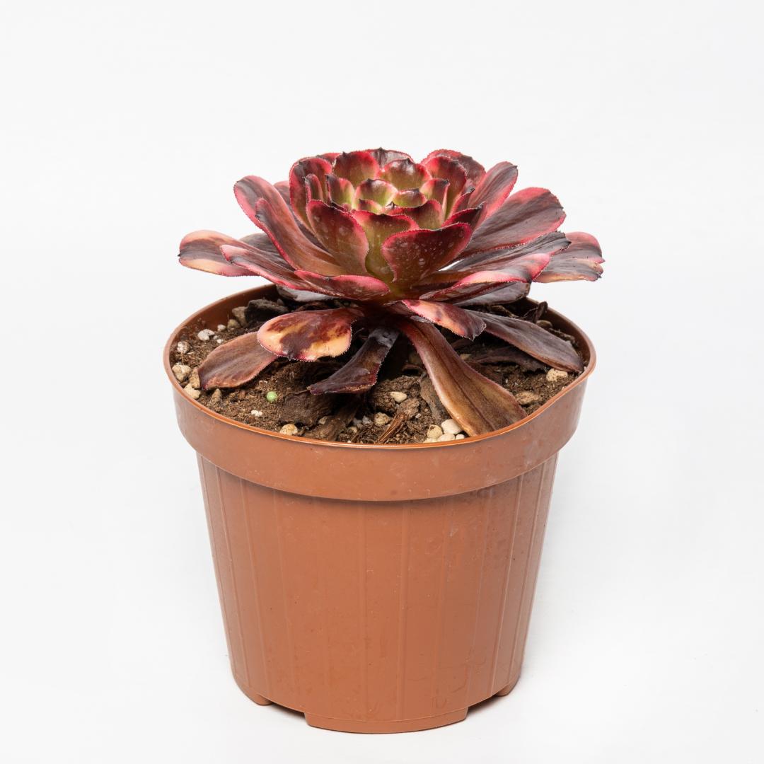 Aeonium Evening Glow Ø 12 cm