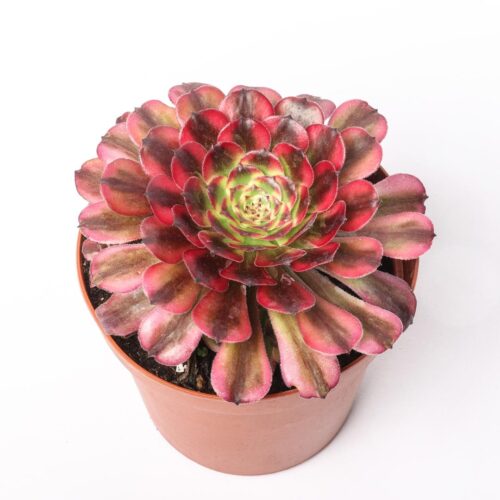 Aeonium Maggie Ø 14 cm