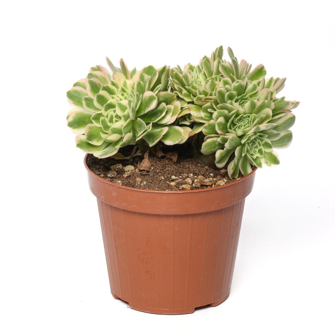 Aeonium Maybach crestato Ø 12 cm