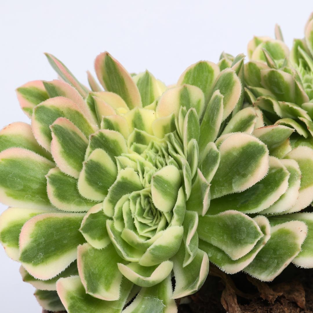 Aeonium Maybach crestato Ø 12 cm
