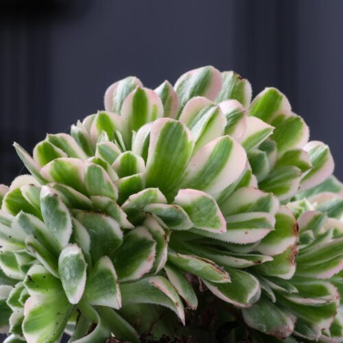 Aeonium Maybach crestato Ø 12 cm