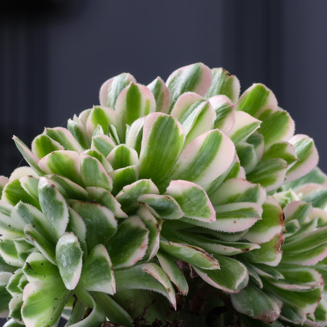 Aeonium Maybach crestato Ø 12 cm