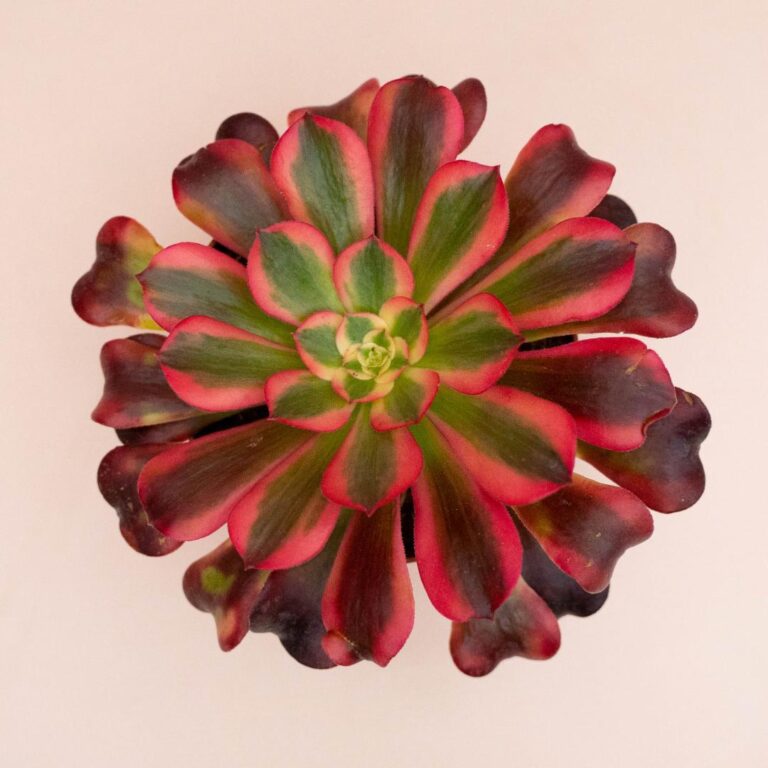 Aeonium Medusa Ø 13 cm