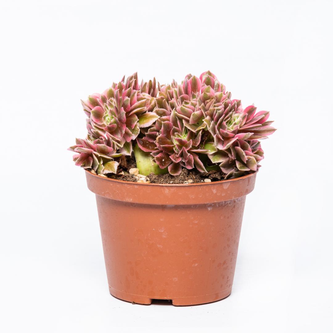 Aeonium Pink Witch crestato Ø 12 cm