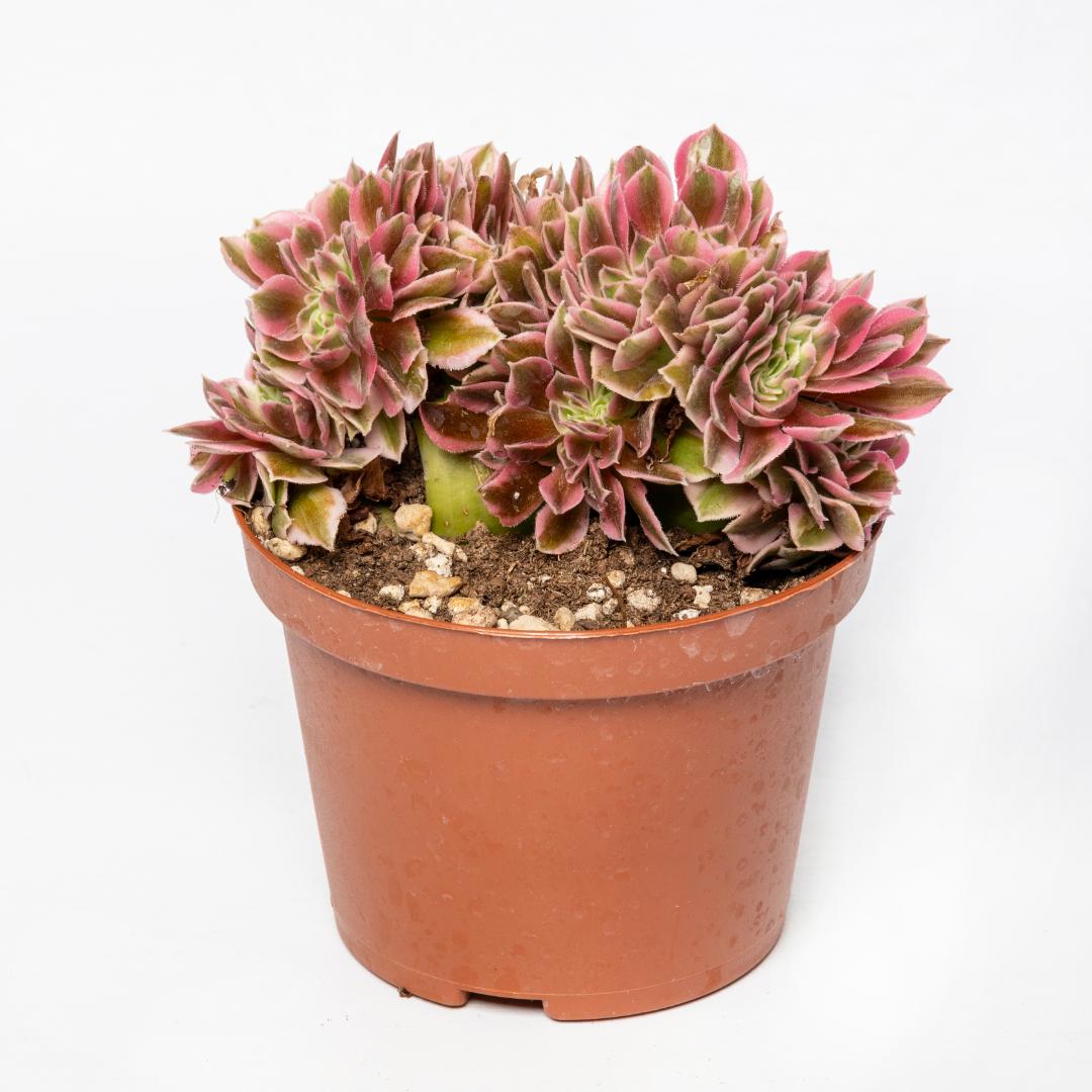 Aeonium Pink Witch crestato Ø 12 cm