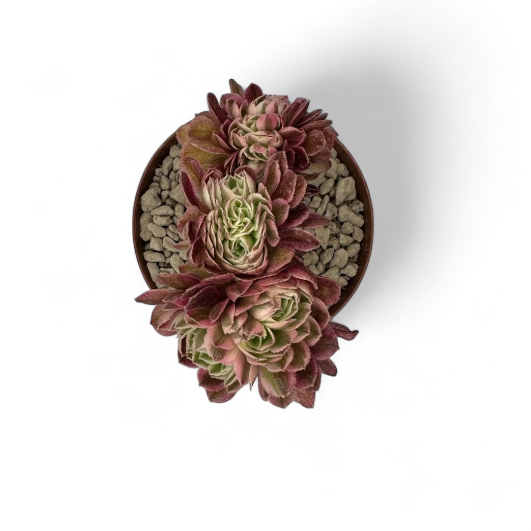 Aeonium Qingcheng crestata Ø 10,5 cm